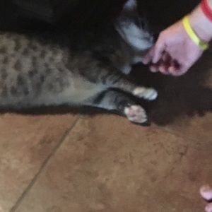 Meet your Posher, Angeles